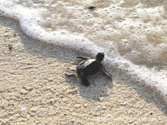 シンガポール発ビンタン島 日帰りツアー マリンスポーツ＜日本語ガイド／昼食＞ by JTB