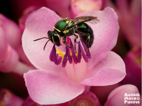バギングモーニングツアー 小さな虫たちの世界を観察してみよう！＜2時間／英語ガイド／ケアンズボタニックガーデンズ内＞