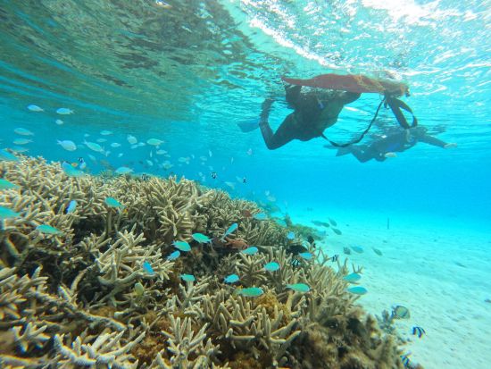 貸切ビーチシュノーケリング入門ツアー  初めて泳ぐ方・泳ぎが苦手な方にオススメ◎丁寧なレクチャーで楽しく泳げるようになろう＜約2時間半～3時間／座間味島＞