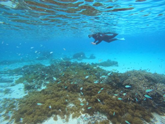 座間味島シュノーケリング 色鮮やかなサンゴや迫力満点のウミガメに出会えるかも♪ 選べる2コース＜約1時間半～2時間半＞