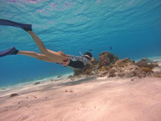 座間味島シュノーケリング 色鮮やかなサンゴや迫力満点のウミガメに出会えるかも♪ 選べる2コース＜約1時間半～2時間半＞