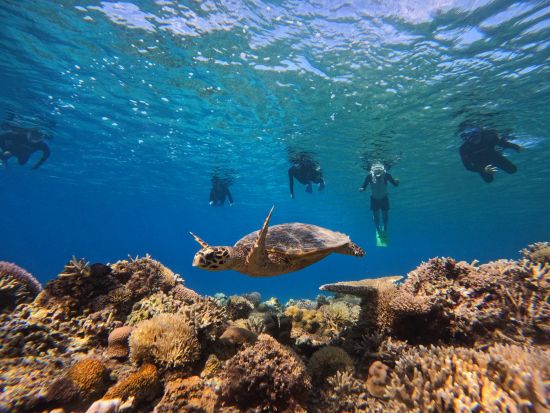 座間味島シュノーケリング 色鮮やかなサンゴや迫力満点のウミガメに出会えるかも♪ 選べる2コース＜約1時間半～2時間半＞
