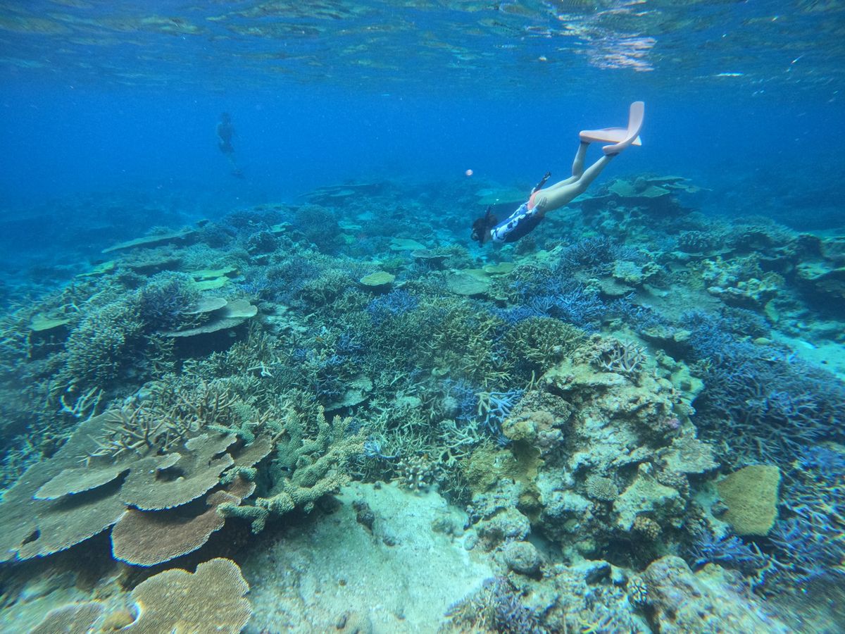 うみあそび といろ | 座間味島の観光・オプショナルツアー専門予約