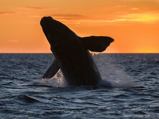 shutterstock_533269456