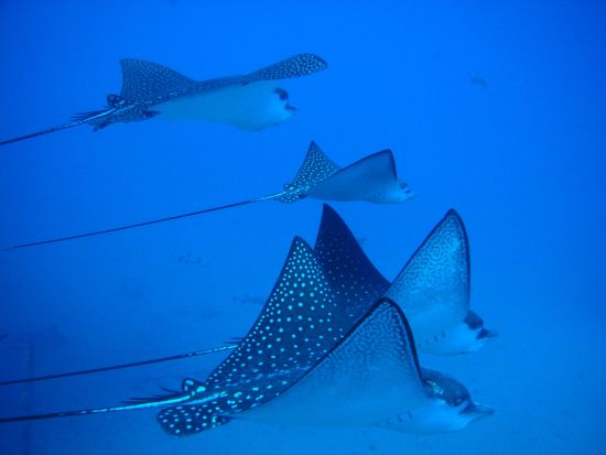 ファンダイビング　自社ボート利用！ワイキキ沖で沈船やウミガメなどハワイ固有の海洋生物を観察＜ボート／2ダイブ／日本語＞by ブリーズハワイ