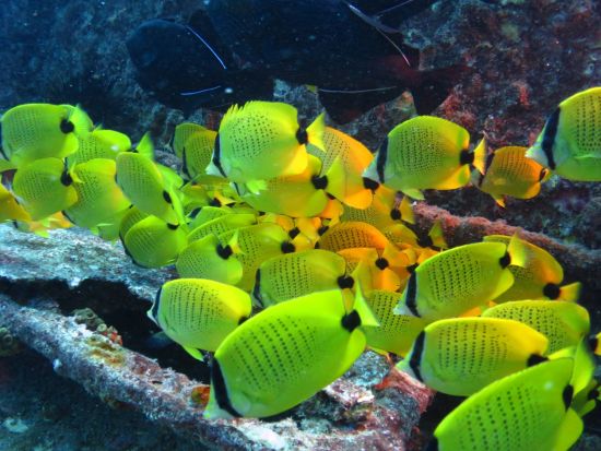 ファンダイビング　自社ボート利用！ワイキキ沖で沈船やウミガメなどハワイ固有の海洋生物を観察＜ボート／2ダイブ／日本語＞by ブリーズハワイ