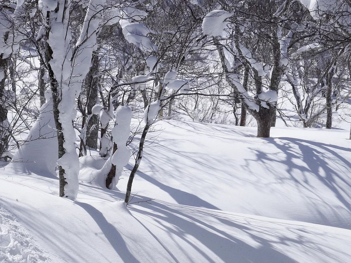 雪山野郎 壮瞥 オロフレ峠ビギナー向けスノーシューツアー 雪の結晶や樹氷が見