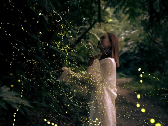 【石垣島/夕方】《期間限定》☆0歳～2歳まで無料！☆天然イルミネーション☆ヤエヤマヒメボタル鑑賞ツアー！送迎無料