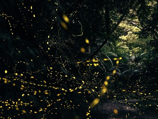 【石垣島/夕方】《期間限定》☆0歳～2歳まで無料！☆天然イルミネーション☆ヤエヤマヒメボタル鑑賞ツアー！送迎無料