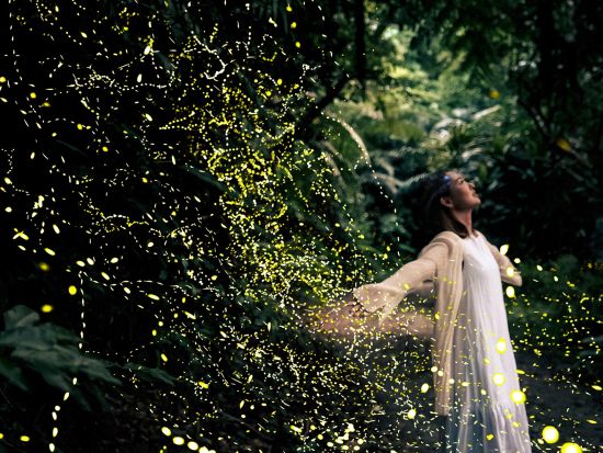 【石垣島/夕方】《期間限定》☆0歳～2歳まで無料！☆天然イルミネーション☆ヤエヤマヒメボタル鑑賞ツアー！送迎無料