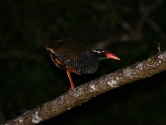 やんばるナイトツアー 世界自然遺産の森でユニークな生き物達を間近で観察♪ツアー中の記念写真プレゼント！＜2.5時間～／一組貸切＞