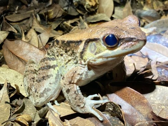 やんばるナイトツアー 世界自然遺産の森でユニークな生き物達を間近で観察♪ツアー中の記念写真プレゼント！＜2.5時間～／一組貸切＞