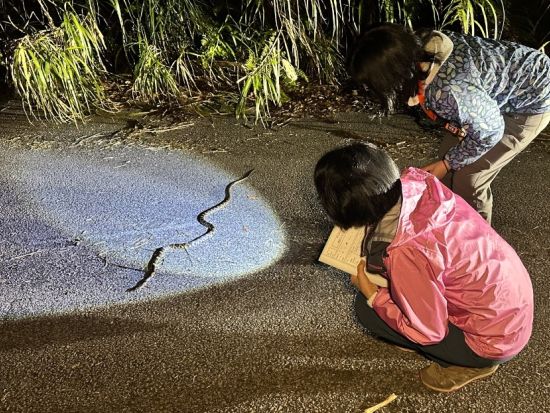 やんばるナイトツアー 世界自然遺産の森でユニークな生き物達を間近で観察♪ツアー中の記念写真プレゼント！＜2.5時間～／一組貸切＞