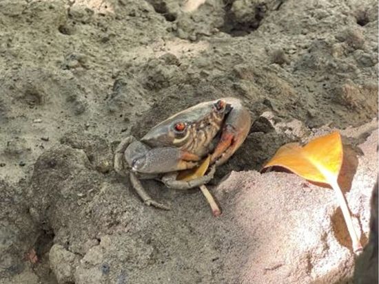 マングローブカヤックツアー 魅力あふれるマングローブジャングルの秘境スポットにご案内＜約1.5時間／写真データ付／宮古島＞