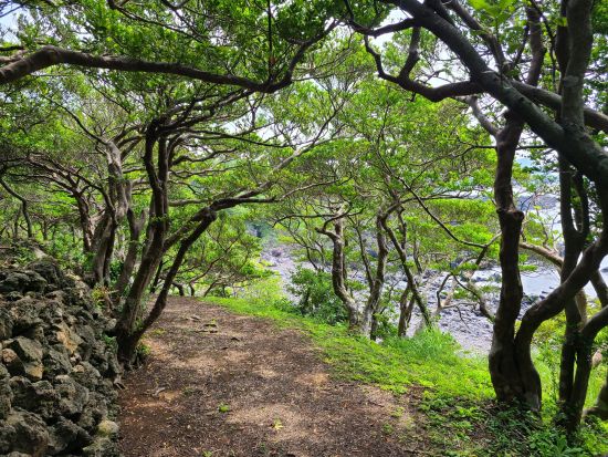 鐙瀬（あぶんぜ）海岸散策ツアー　五島列島（下五島エリア）ジオパークの認定ジオガイドが溶岩海岸の魅力や周辺の植物などを徹底解説！＜50分／福江島・五島市＞
