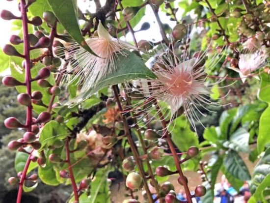 サガリバナカヌー　一夜だけ咲く"幻の花"を見に行こう！早朝カヌーで希少なサガリバナを眺めるツアー＜4.5時間／西部地区ホテル無料送迎／西表島＞
