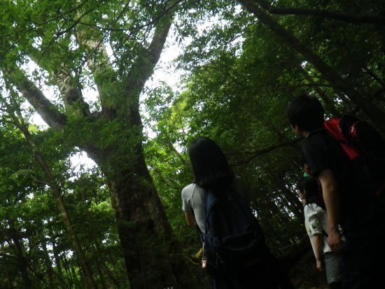 白谷雲水峡半日トレッキングツアー 苔むす森まで巡る 屋久島公認ガイドきまたガイドがご案内 〈宮之浦～安房エリア送迎／1名参加可／午前・午後〉by屋久島らんぶりん