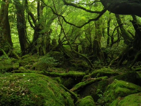白谷雲水峡半日トレッキングツアー 苔むす森まで巡る 屋久島公認ガイドきまたガイドがご案内 〈宮之浦～安房エリア送迎／1名参加可／午前・午後〉by屋久島らんぶりん