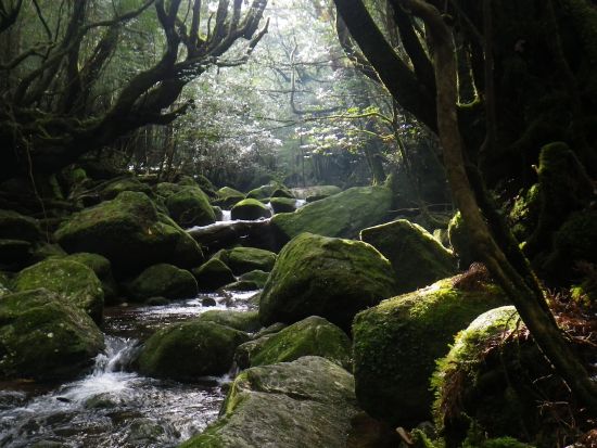白谷雲水峡半日トレッキングツアー 苔むす森まで巡る 屋久島公認ガイドきまたガイドがご案内 〈宮之浦～安房エリア送迎／1名参加可／午前・午後〉by屋久島らんぶりん