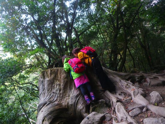 白谷雲水峡半日トレッキングツアー 苔むす森まで巡る 屋久島公認ガイドきまたガイドがご案内 〈宮之浦～安房エリア送迎／1名参加可／午前・午後〉by屋久島らんぶりん