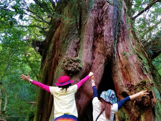 【1組限定貸切】白谷雲水峡（原生林1周）トレッキングツアー 屋久杉めぐり 登山装備レンタル＋携帯トイレ込み by屋久島ネイチャー企画フィールド 