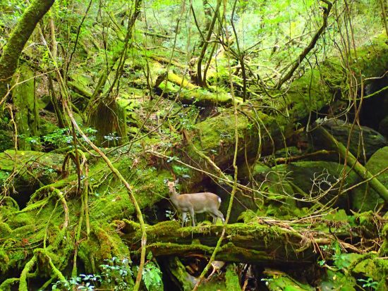 【1組限定貸切】白谷雲水峡（原生林1周）トレッキングツアー 屋久杉めぐり 登山装備レンタル＋携帯トイレ込み by屋久島ネイチャー企画フィールド 