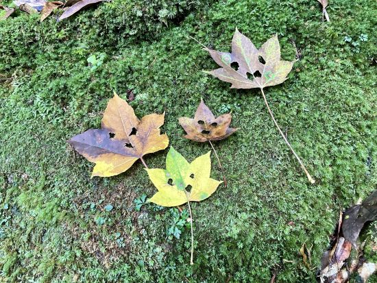 白谷雲水峡 弥生杉コース のんびりトレッキングツアー 子連れやお年寄りでも安心 by 屋久島ネイチャー企画フィールド