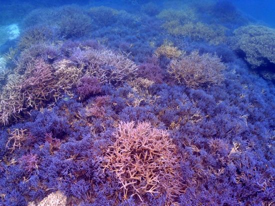 幻の島上陸＋石西礁湖体験ダイビング　1グループのみの少人数制&足の着く浅瀬での講習で安心！＜市街地送迎無料／駐車場完備／石垣島発＞byやまんぐぅ～