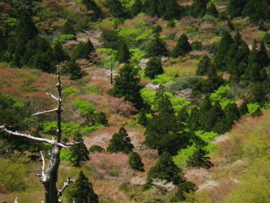 白谷雲水峡トレッキングツアー 太鼓岩まで巡る 屋久島公認ガイドきまたガイドがご案内 <宮之浦～安房エリア送迎可能／1名参加可能＞ by 屋久島らんぶりん