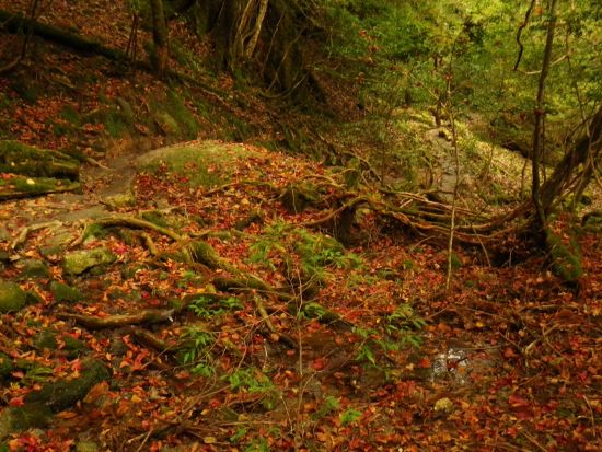 白谷雲水峡トレッキングツアー 太鼓岩まで巡る 屋久島公認ガイドきまたガイドがご案内 <宮之浦～安房エリア送迎可能／1名参加可能＞ by 屋久島らんぶりん