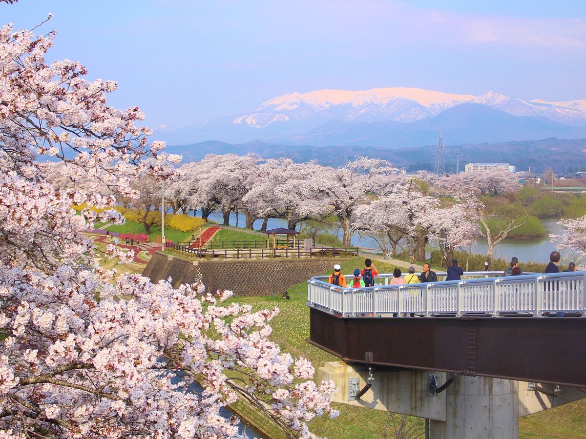 オルゴール お花見　桜 春のプライベートお花見ツアー 1,000本以上の桜に感動！さくらの名所