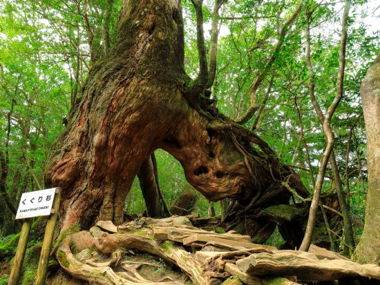 白谷雲水峡半日トレッキングツアー 苔むす森まで巡る 屋久島公認ガイドきまたガイドがご案内 〈宮之浦～安房エリア送迎／1名参加可／午前・午後〉by屋久島らんぶりん