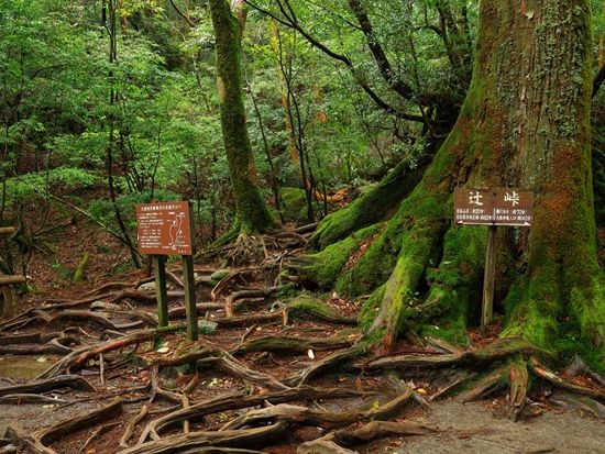 白谷雲水峡トレッキングツアー 太鼓岩まで巡る 屋久島公認ガイドきまたガイドがご案内 <宮之浦～安房エリア送迎可能／1名参加可能＞ by 屋久島らんぶりん