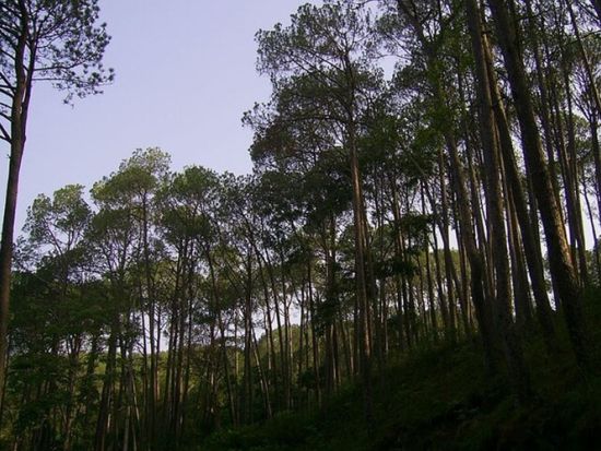 ナガルコット日の出ツアー　世界遺産チャングナラヤンの訪問とハイキングも楽しめる ＜朝食付き／英語または日本語ガイド／カトマンズ発着＞