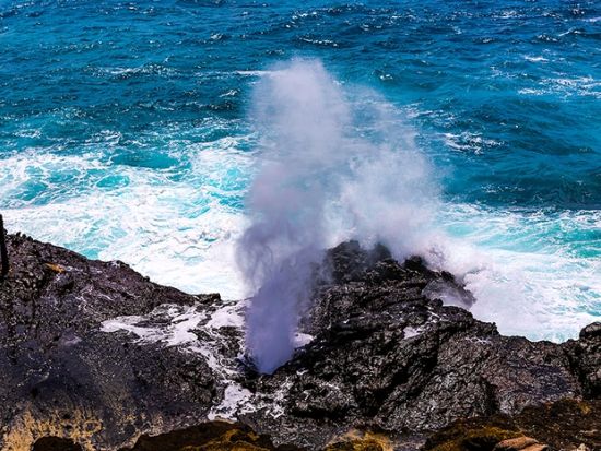 オアフ島1日観光　約16カ所の人気スポットを効率良くご案内！タートルビーチやマカプウ展望台、ドール・プランテーション、マカダミアナッツファームなど＜英語ガイド＞