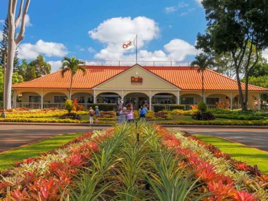 オアフ島1日観光　約16カ所の人気スポットを効率良くご案内！タートルビーチやマカプウ展望台、ドール・プランテーション、マカダミアナッツファームなど＜英語ガイド＞