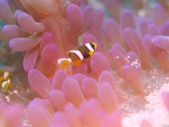 五島列島 体験ダイビングツアー　福江島周辺のイチオシポイントへ！PADIインストラクターの福見さんがご案内 ＜福江島・五島市＞ by マリンサポート五島海友