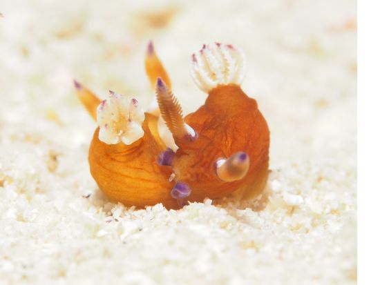 五島列島 体験ダイビングツアー　福江島周辺のイチオシポイントへ！PADIインストラクターの福見さんがご案内 ＜福江島・五島市＞ by マリンサポート五島海友