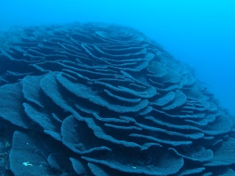 ファンダイビングツアー 福見インストラクターがご案内 日本最大級の