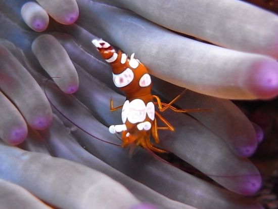 五島列島 体験ダイビングツアー　福江島周辺のイチオシポイントへ！PADIインストラクターの福見さんがご案内 ＜福江島・五島市＞ by マリンサポート五島海友