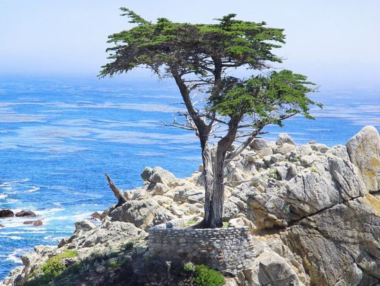 17_mile_drive_cypress