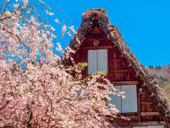 英語・中国語・日本語バスツアー歴史と伝統を旅する 郡上八幡 飛騨高山 白川郷 3古都巡り＜名古屋発／1名様から出発／毎日催行＞