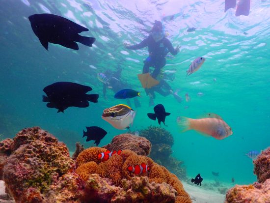 【少人数制】幻の島上陸+石西礁湖シュノーケリングツアー 離島の海を満喫できる1日プランもあり＜市街地送迎／石垣島発＞