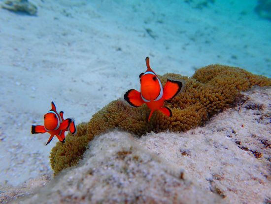 【少人数制】幻の島上陸+石西礁湖シュノーケリングツアー 離島の海を満喫できる1日プランもあり＜市街地送迎／石垣島発＞