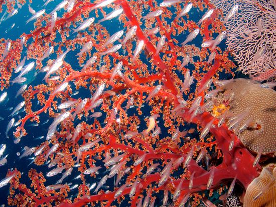 Divers Den - Marine Life (20 of 30)