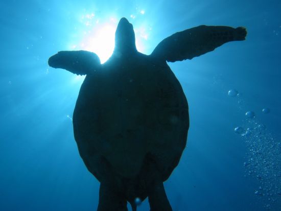 体験ダイビング　ダイヤモンドヘッド近くのカイマナビーチやワイキキ沖のウミガメポイントでダイブ！＜ビーチまたはボート／1～2ダイブ／日本語＞by ブリーズハワイ