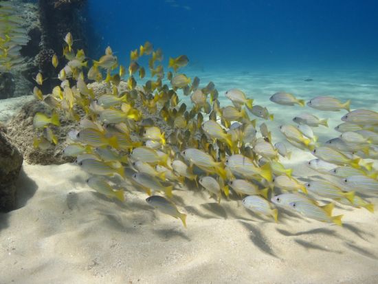 体験ダイビング　ダイヤモンドヘッド近くのカイマナビーチやワイキキ沖のウミガメポイントでダイブ！＜ビーチまたはボート／1～2ダイブ／日本語＞by ブリーズハワイ