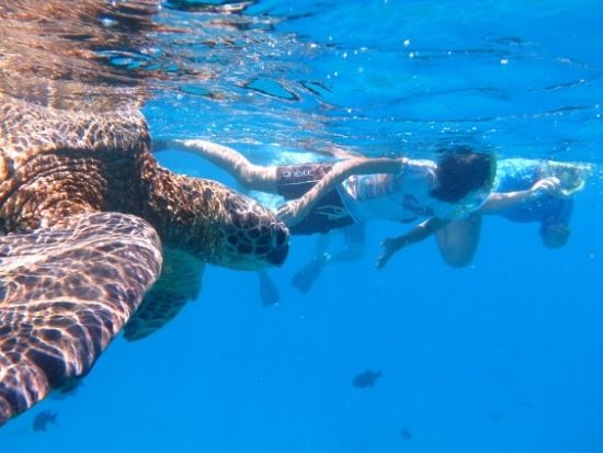 ウミガメシュノーケリング　ワイキキ沖のウミガメポイントへ！水中写真データ付き　ワイキキ送迎可＜午前または午後／3時間／日本語／ケワロ湾発＞by ブリーズハワイ