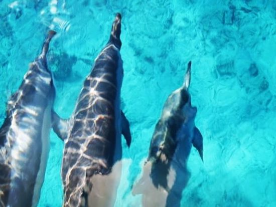 ウミガメシュノーケリング　ワイキキ沖のウミガメポイントへ！水中写真データ付き　ワイキキ送迎可＜午前または午後／3時間／日本語／ケワロ湾発＞by ブリーズハワイ