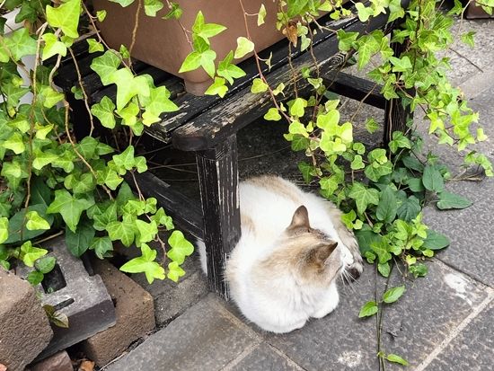 【雨の日もオススメ】鉄輪ゆけむりウォーキングツアー  湯けむりが漂う路地を地元の名物ガイドがご案内＜別府／1時間＞